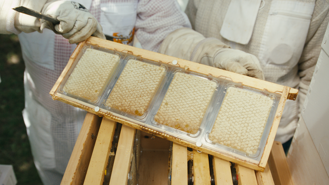 Tips & Tricks for a Successful Comb Honey Harvest with SimplKomb