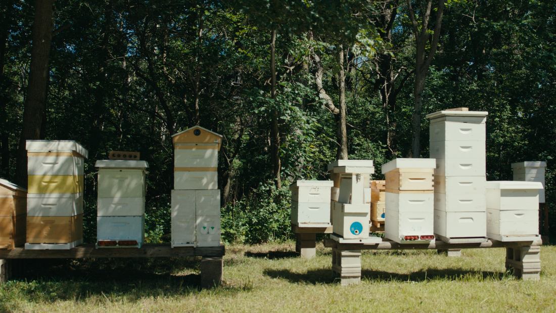 Spring in Minnesota: A Time for Renewal & Rebirth